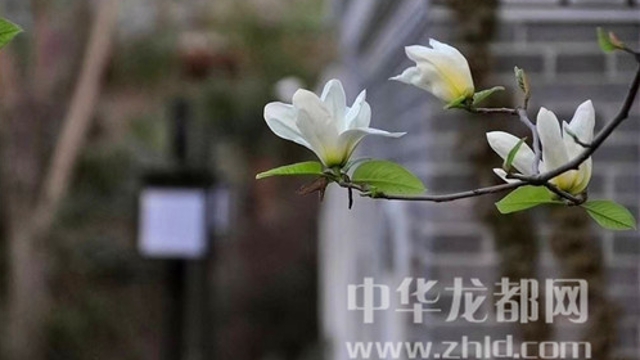 淮陽(yáng)蓮舍，多了一份味道