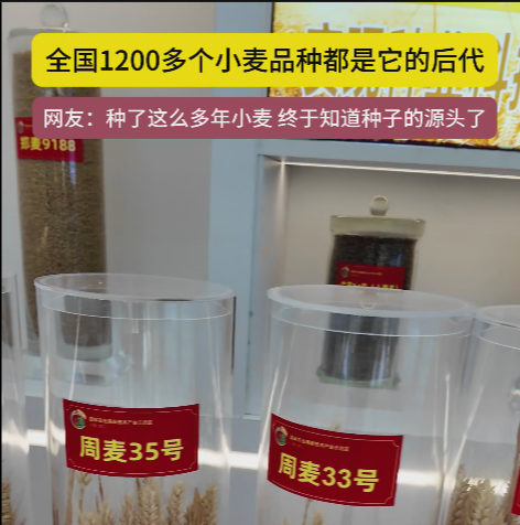 周口國(guó)家農(nóng)高區(qū)展示的種子資源，全國(guó)1200多個(gè)小麥品種都是它的后代!